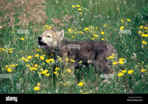 Howling Wolf Pup Stock Photo - Alamy