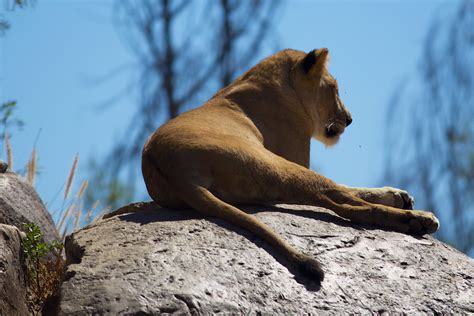 San Diego Zoo Safari Park | Channone Arif | Flickr