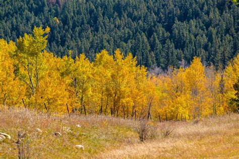 Autumn Aspen Trees in Colorado, USA Stock Image - Image of natural ...