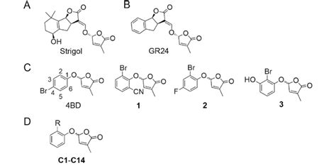 Chemical structure of strigolactone receptors agonists used in this... | Download Scientific Diagram