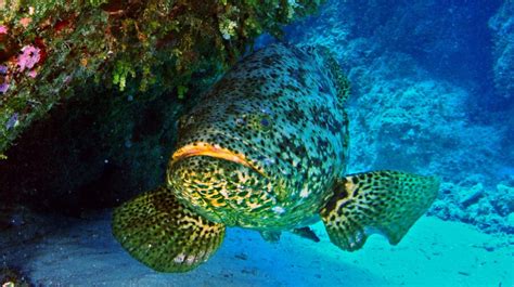 The Massive Atlantic Goliath Grouper | Critter Science