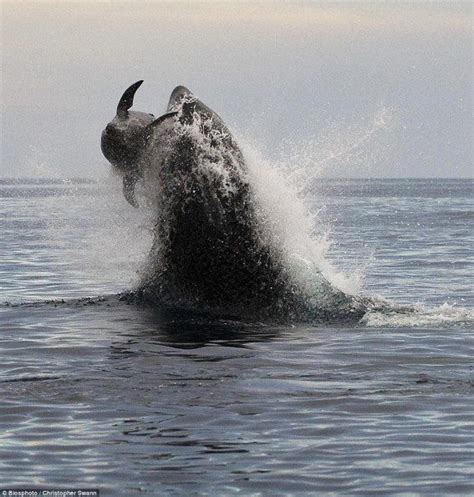 Take a Look at These Amazing Pictures of an Orca Hunting Down a Dolphin ...