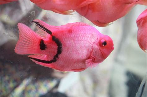 Free photo "Bright Pink Fish"