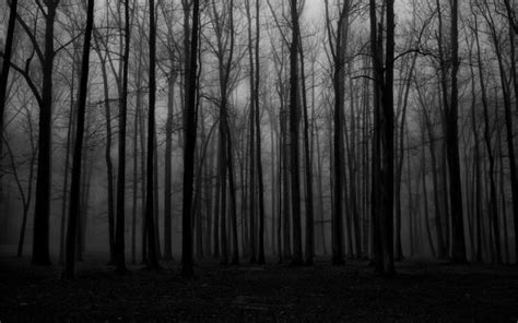 forest, Mist, Spooky HD Wallpapers / Desktop and Mobile Images & Photos