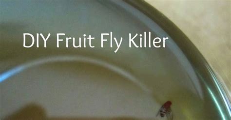 THE REHOMESTEADERS: DIY Fruit Fly Killer