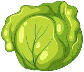 Cabbage Drawing Vector Images (over 6,500)