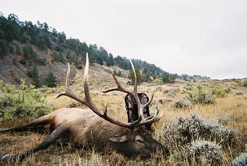 350"+ Bull Elk Pics - HuntingNet.com Forums