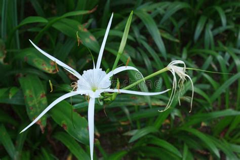 White Spider orchid stock photo. Image of white, natural - 100037066