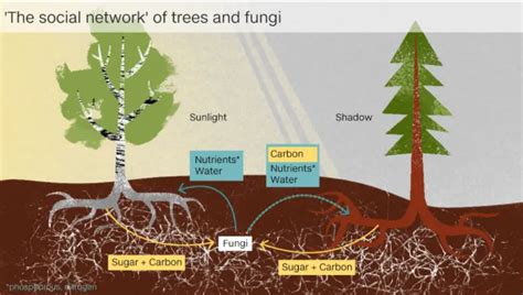 Mango Tree Root System - Tere Fruit