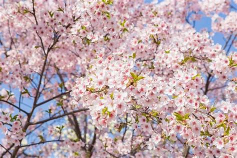 Beautiful Cherry Blossom Flower Meaning, Symbolism, and Uses - Store