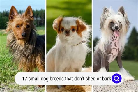 17 Small Dog Breeds That Don't Shed Or Bark (Pictures) - OodleLife®