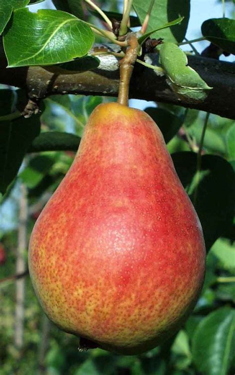 Combo European Pear Tree (4 varieties) | Fruit, Fruit trees, Fruit trees for sale