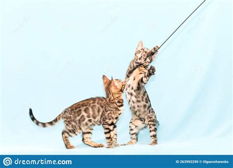 Bengal Kitten Playing on a Blue Background. Cute Purebreed Cat Stock ...