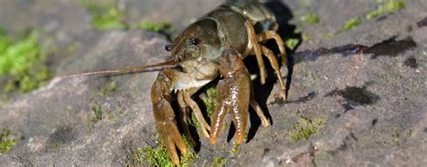 White Clawed Crayfish Surveys | EMEC Ecology