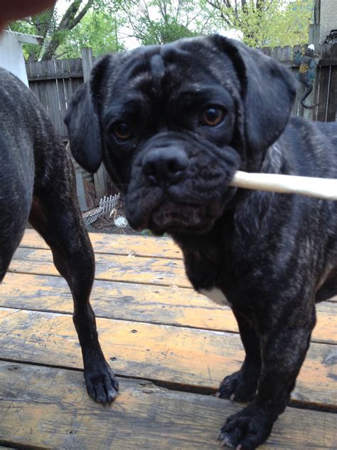 Puggle Puppies For Sale In Minnesota - Cute Puppies