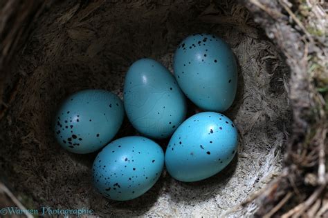 Song Thrush nest with eggs photo WP38394