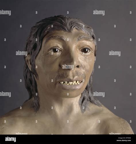 Homo neanderthalensis, Neanderthal Woman (Tabun C1 Stock Photo - Alamy