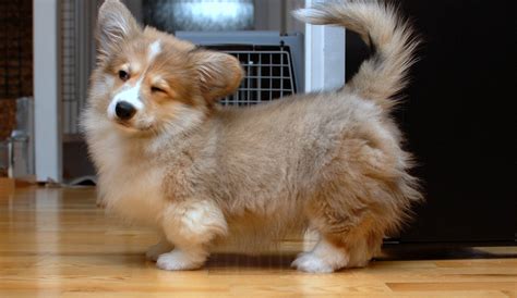 Adorable pictures of Corgi cross-bred dogs | Motley Dogs