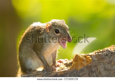 689 Tree Shrew Images, Stock Photos & Vectors | Shutterstock