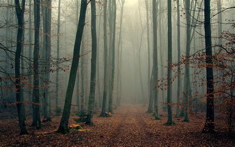 Forest Tall Trees Fog Wallpapers - Wallpaper Cave