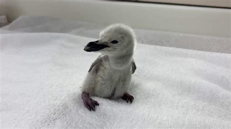 Cuteness Alert: Watch video of new baby penguin hatching at SeaWorld San Antonio