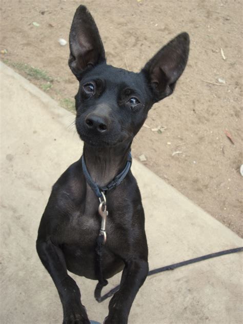 Logan - 3 yrs old - Min Pin mix - Male #arfdogs #AdoptableDog #FresnoAdoptable | Dog adoption ...