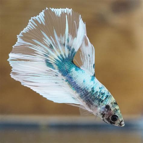 Live Male Halfmoon Tail Marble Betta Fish With Super Clean Fins