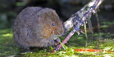 Wild Wetlands: Mammals | Tame Valley Wetlands