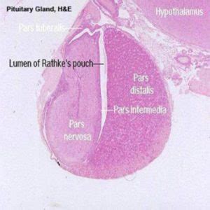 Endocrine