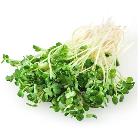 Alfalfa Sprouts | Hardies