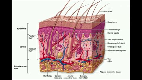 Hypodermis Layer