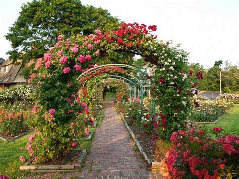 33 Dreamy Rose Garden Ideas to Ignite Your Imagination [Stunning Photos]