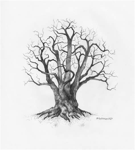 Original Pencil Sketch of Tree Part of a Large Art Series, Tree Drawing, Wall Art. Home Decor ...