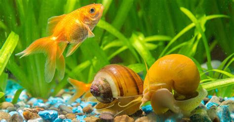 Aquarium snails - FishLab.com