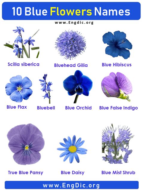 10 Blue Flowers Names with Pictures