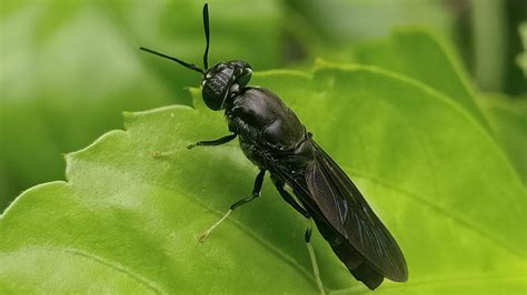 The Black Soldier Fly: the star of insect farming