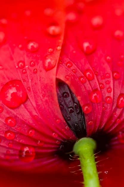 Premium Photo | Red poppy flower