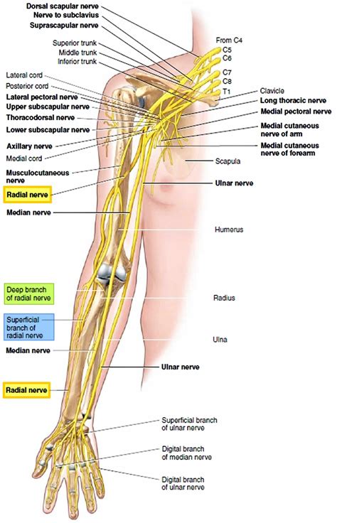 Radial nerve anatomy, radial nerve palsy and radial nerve injury