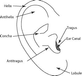 External Ear Diagram Labeled