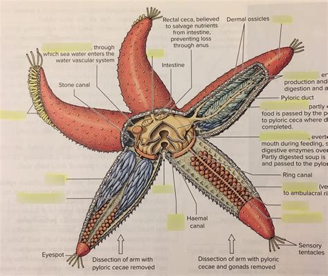 Sea Star Anatomy