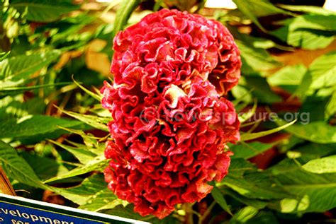 Cockscomb flower varieties