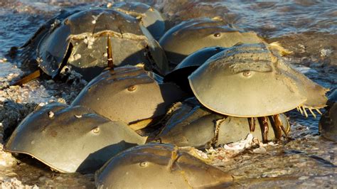 Horseshoe Crab Anatomy - Anatomical Charts & Posters