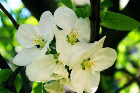 Free Images : tree, branch, white, fruit, flower, food, produce, park ...