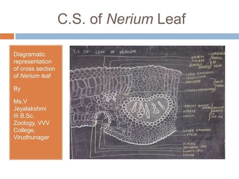 Xerophytes | PPT