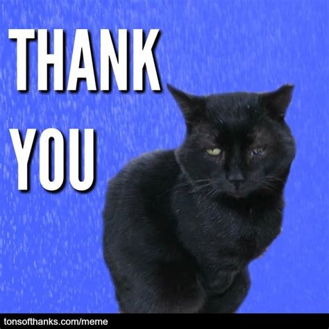 51 Nice Thank You Memes With Cats