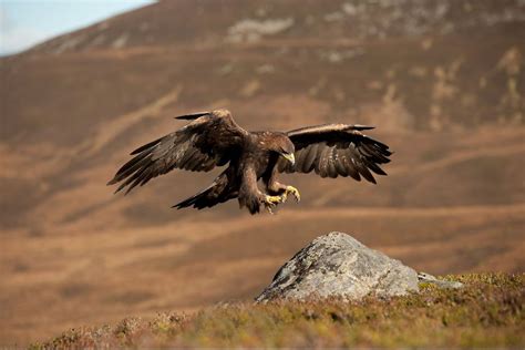 The Golden Eagle Facts and Info - Aquilalp