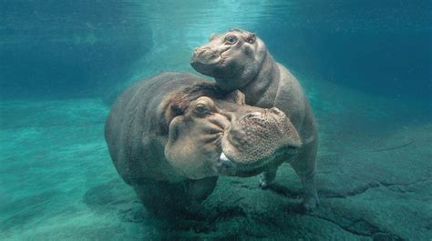 Hippos Underwater