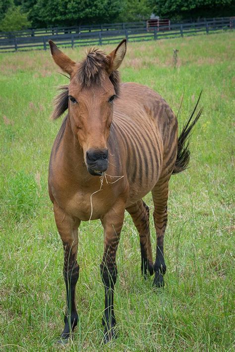 Hinnies, Mules, Zonkeys and Zorses