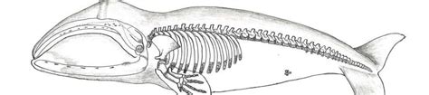 Bowhead Whale Anatomy & Physiology Studies