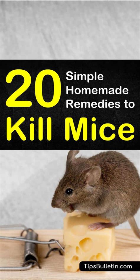 20 Simple Homemade Remedies to Kill Mice